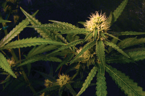 Without reconciliation of banking laws at a federal level, local businesses, such as those popping up in Alaska, will need security to handle cash.