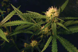 Without reconciliation of banking laws at a federal level, local businesses, such as those popping up in Alaska, will need security to handle cash. Without reconciliation of banking laws at a federal level, local businesses, such as those popping up in Alaska, will need security to handle cash.