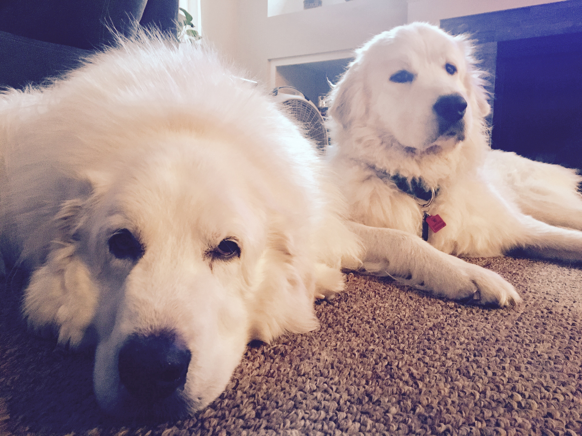 Bred as guard dogs for livestock, Anthony&rsquo;s dogs are perfectly suited for security.