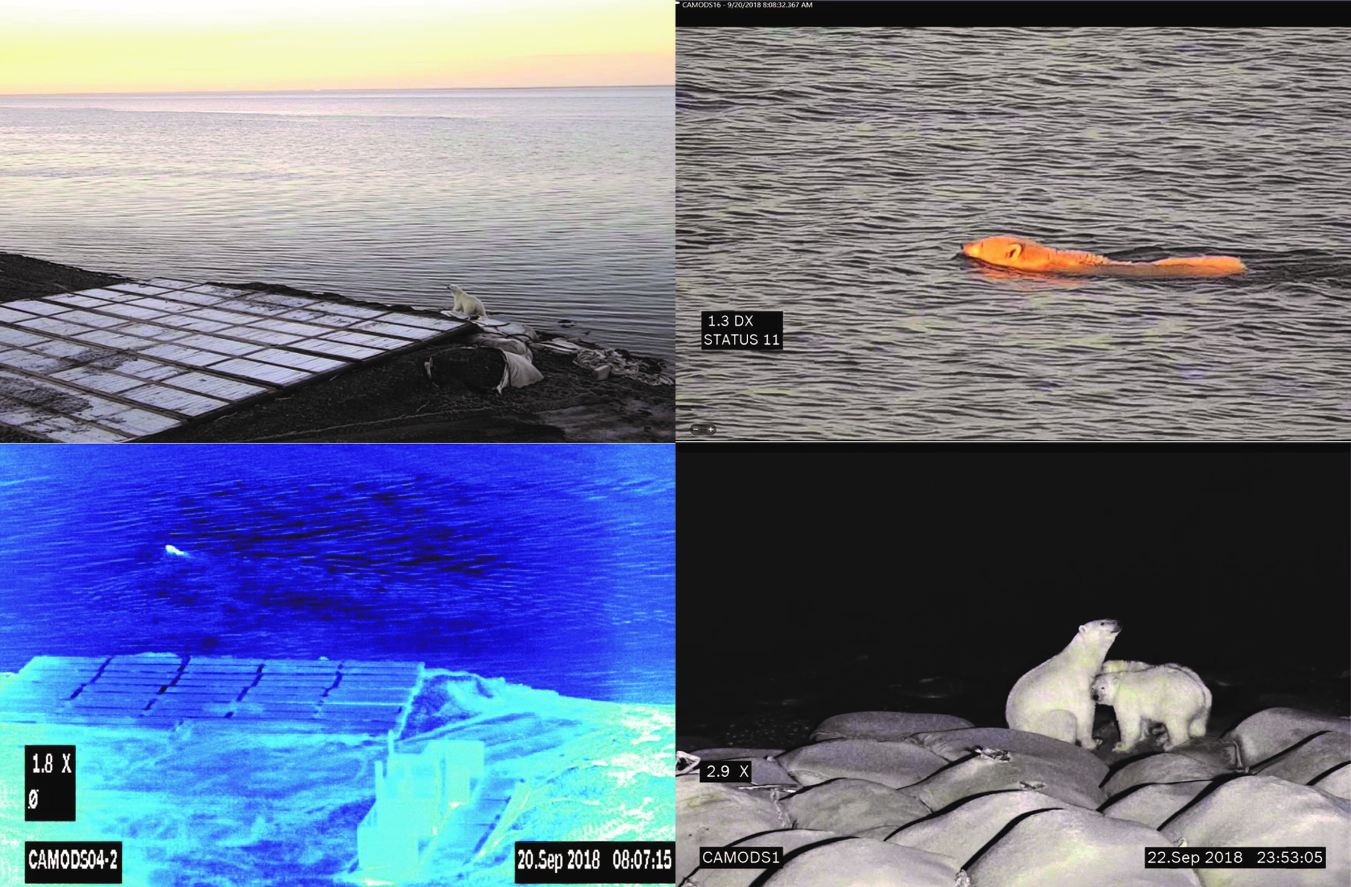 . Polar bears can be detected early by the cameras thanks to their thermal imaging technology &ndash; even when the animals are swimming or are far off in the distance.