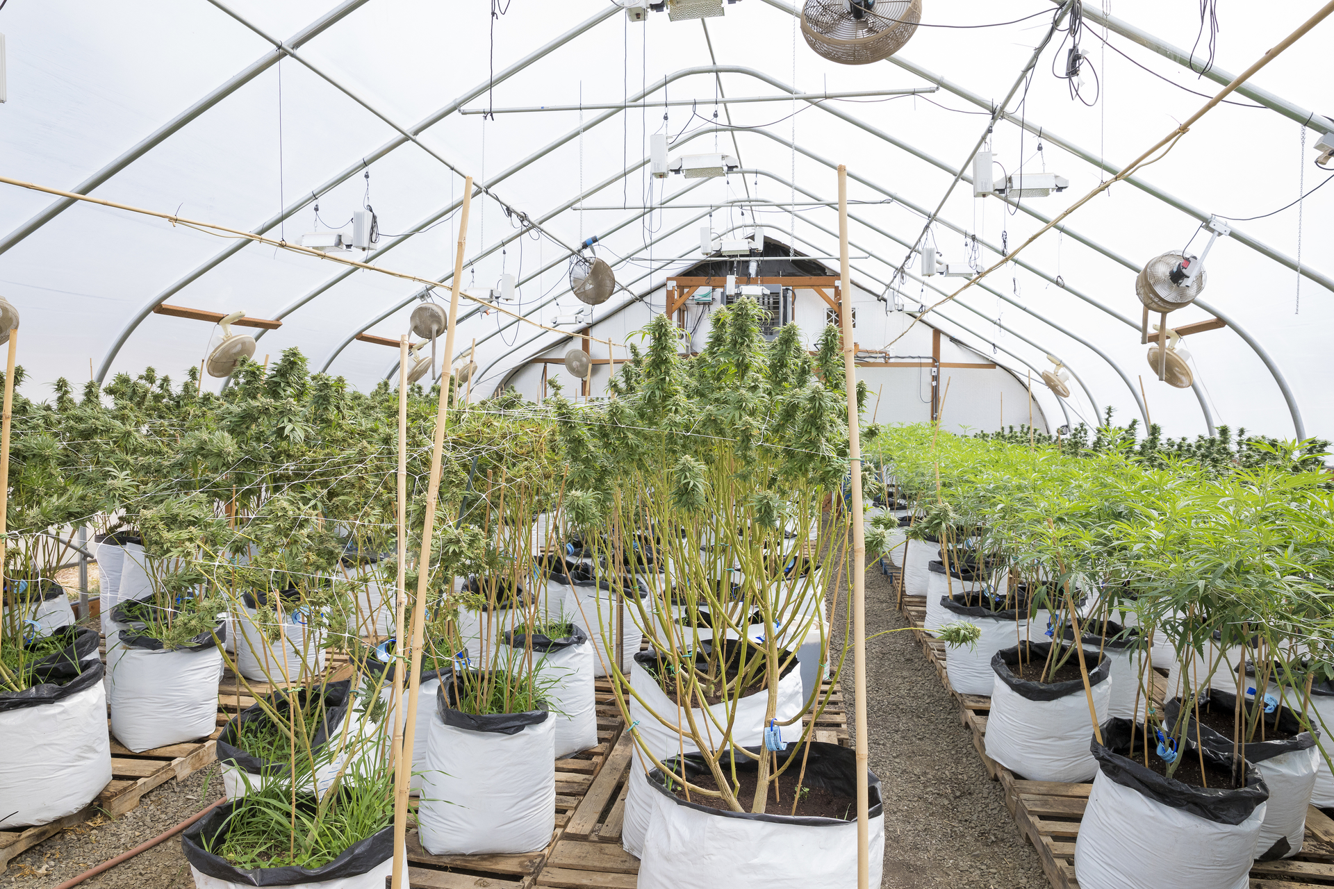 Compliance is the lifeblood of any cannabis operation. It assures you meet all mandates for state and local licensing requirements and for insurance.