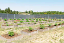Cannabis plants on a commercial outdoor grow farm in Washington state. Cannabis plants on a commercial outdoor grow farm in Washington state.