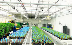 To date, the Missouri Department of Health has awarded 192 licenses for medical marijuana dispensaries, 60 cultivation licenses, and 86 manufacturing licenses. To date, the Missouri Department of Health has awarded 192 licenses for medical marijuana dispensaries, 60 cultivation licenses, and 86 manufacturing licenses.