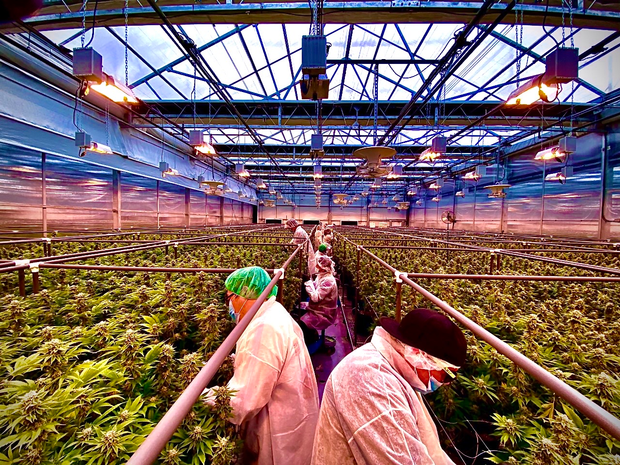 Protecting the supply chain is a high-level concern in cannabis, especially in relation to seed-to-sale, as each plant must be accounted for at every step of the way.