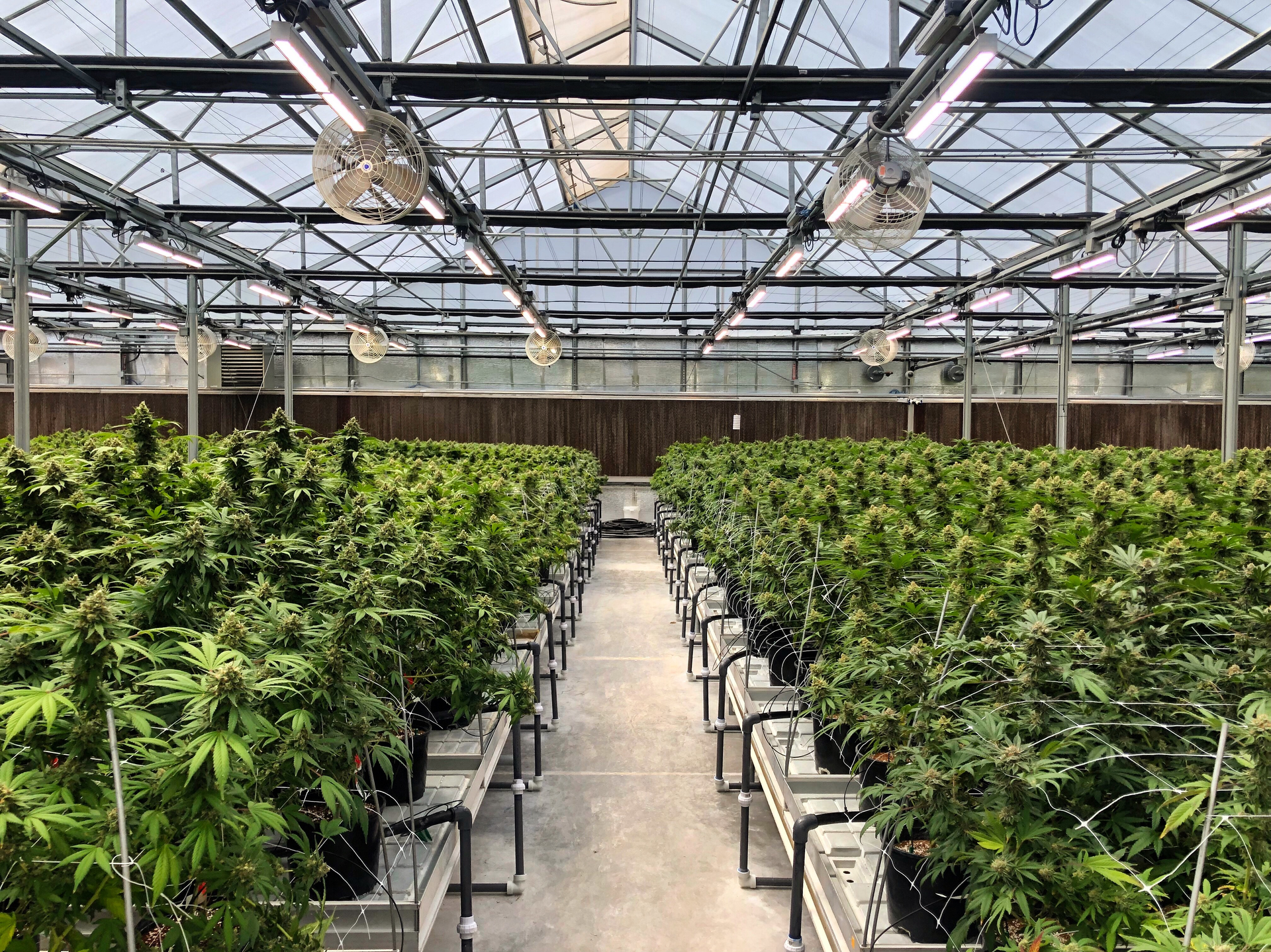 Today's greenhouse growing almost always includes an automated light deprivation system. Integrators should specify IR cameras in growhouses to minimize light pollution and accommodate this growing method.