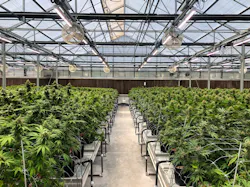 Today's greenhouse growing almost always includes an automated light deprivation system. Integrators should specify IR cameras in growhouses to minimize light pollution and accommodate this growing method. Today's greenhouse growing almost always includes an automated light deprivation system. Integrators should specify IR cameras in growhouses to minimize light pollution and accommodate this growing method.