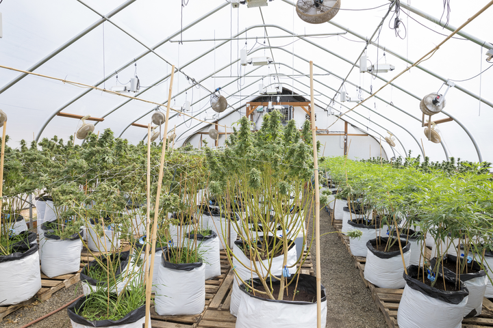 Cannabis providers are required to keep operations from seed-to-sale compliant and, therefore, turning to video surveillance to gain greater insight over their actions.