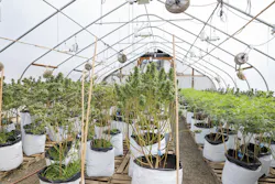 Properly placed, remotely viewed cameras are essential for both security and compliance issues for cannabis growers. Properly placed, remotely viewed cameras are essential for both security and compliance issues for cannabis growers.