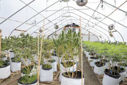 Properly placed, remotely viewed cameras are essential for both security and compliance issues for cannabis growers. Properly placed, remotely viewed cameras are essential for both security and compliance issues for cannabis growers.