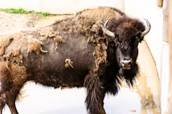 You can make a buffalo go anywhere as long as it wants to go there, You can make a buffalo go anywhere as long as it wants to go there,