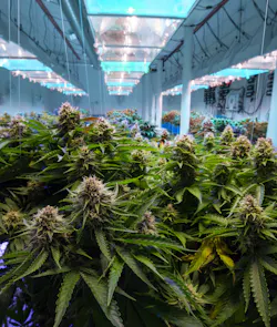 Security is a crucial component to a successful and compliant cannabis business. Security is a crucial component to a successful and compliant cannabis business.