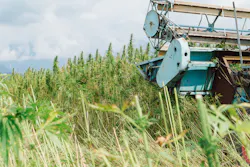 Hemp combine harvester on the farm field collecting cannabis CBD plants for further production and market. Hemp combine harvester on the farm field collecting cannabis CBD plants for further production and market.