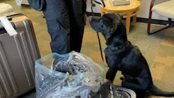 K9 6532d8754727d K9 6532d8754727d