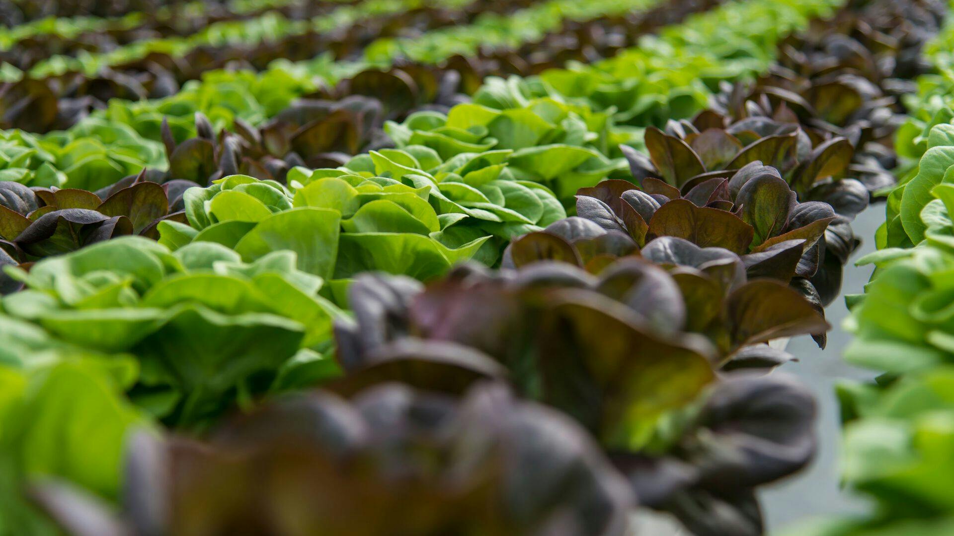 66d87f208c3af343bb738fb6 Garden11