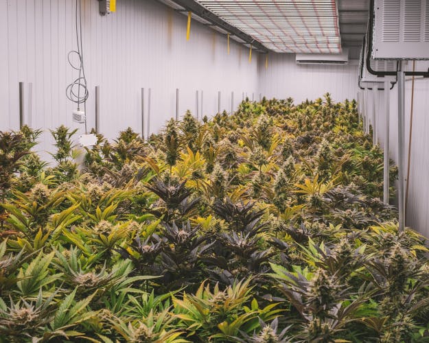 Manzanita Security&rsquo;s recapitalization and rebranding supports expanded security services for cannabis grow operations and dispensaries across California.