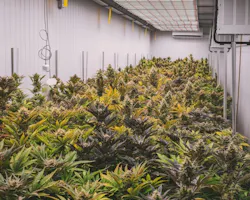 Manzanita Security’s recapitalization and rebranding supports expanded security services for cannabis grow operations and dispensaries across California. Manzanita Security’s recapitalization and rebranding supports expanded security services for cannabis grow operations and dispensaries across California.