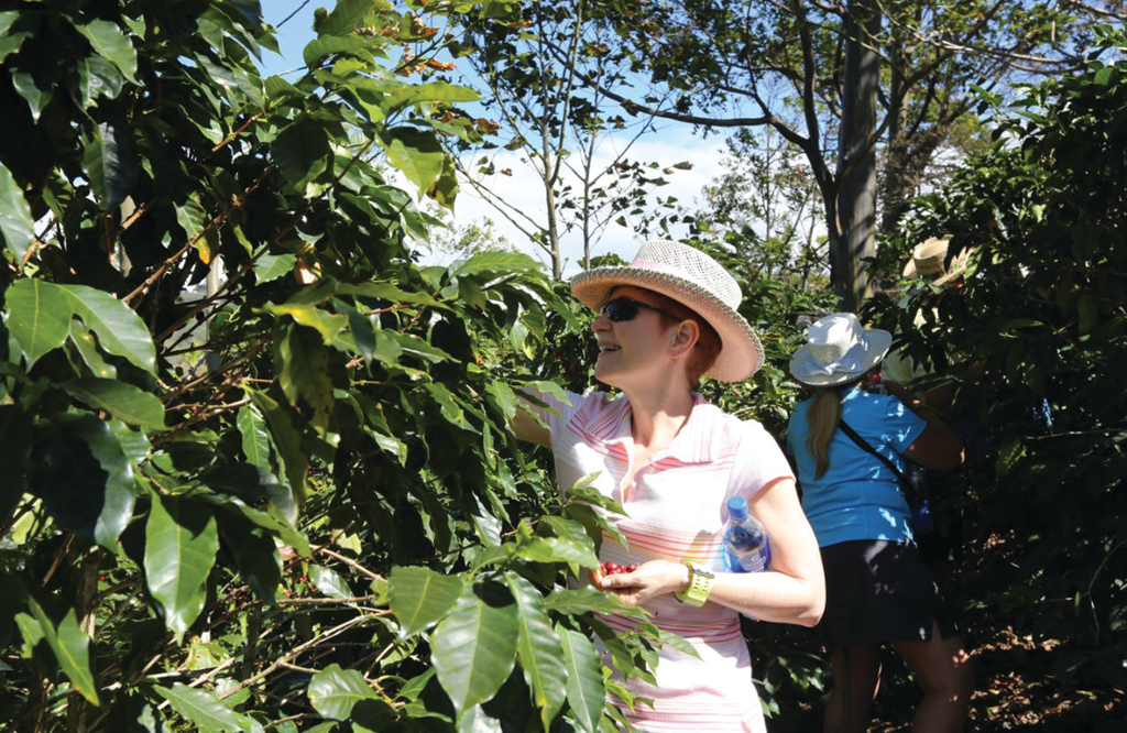 NAMA CEO Carla Balakgie stops to pick some cherries while on the Costa Rica Coffee Origin Tour.