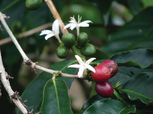 Coffee Leaf Rust 11267145