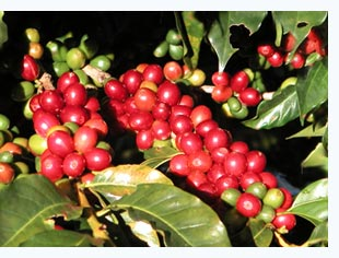 Coffee Berries 55ae7182ec4ef