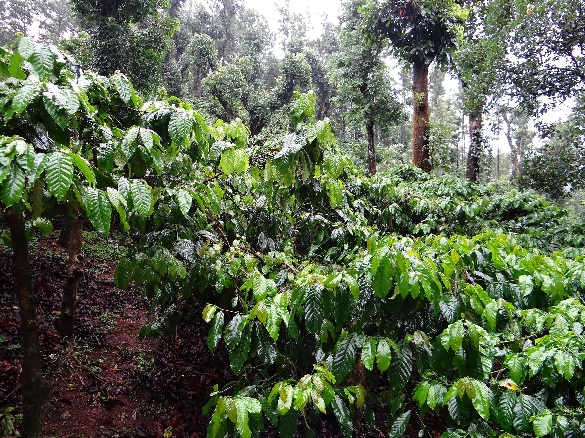 Coffee Plantation 345371 1920 5a846b3b93a66