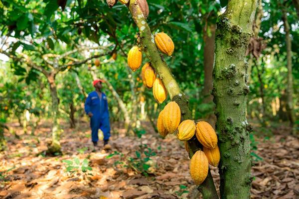 The Hershey Company released action plans to protect forests and restore forest cover in the cocoa growing regions in West Africa. The new plans are part of the company&rsquo;s 'Cocoa For Good' sustainable cocoa strategy, announced in April 2018.