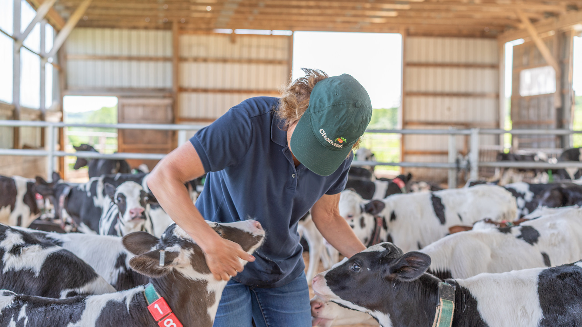 Chobani employee with calves from an Upstate New York dairy farm in Chobani's supply chain.