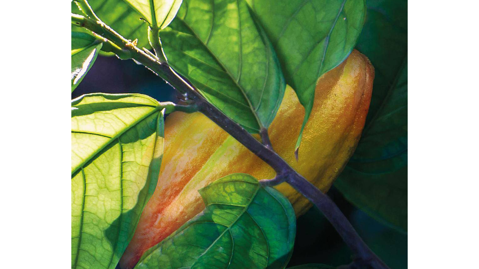 Cabosse Wholefruit Chocolate 6290f070984a5