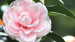 Dreamstime Xxl 126526695 64f9e70d6516d Dreamstime Xxl 126526695 64f9e70d6516d