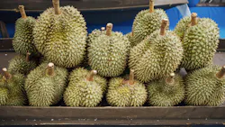 Durian Durian