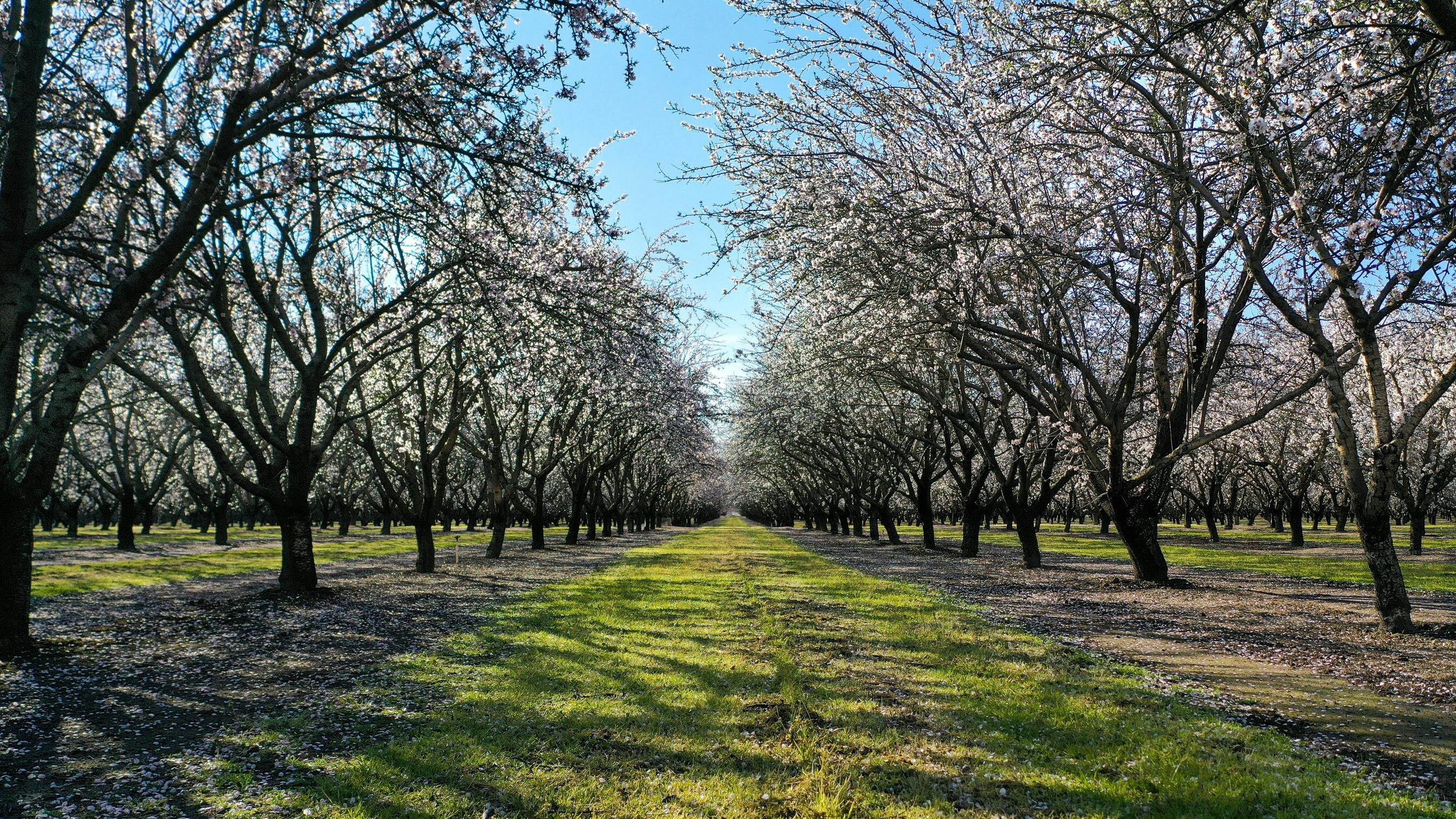 Kind Snacks almond growing initiatives