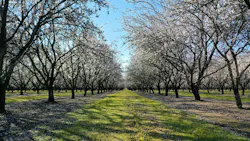 Kind Snacks almond growing initiatives Kind Snacks almond growing initiatives