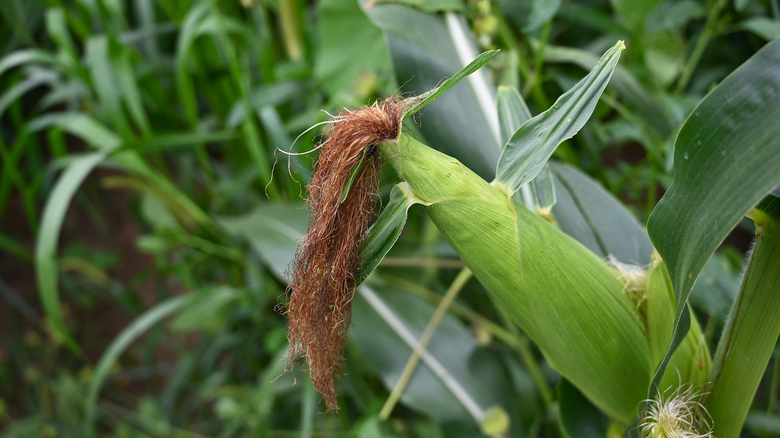 pepsico_iowa_corn_crop