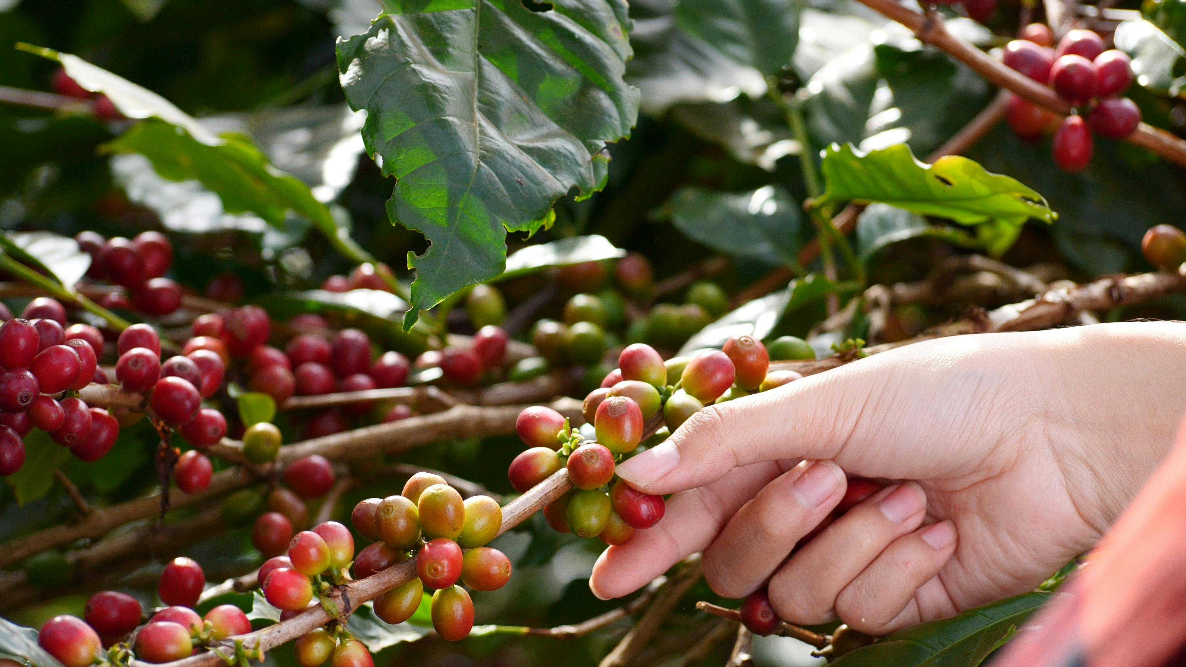 green coffee eco farming