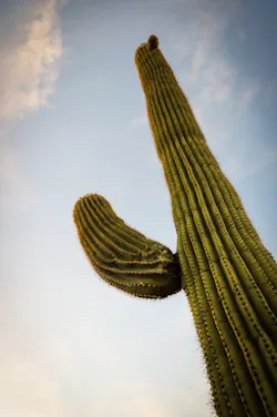 The pleated form of the saguaro cactus offer the plant shade from the blistering sun. The pleated form of the saguaro cactus offer the plant shade from the blistering sun.
