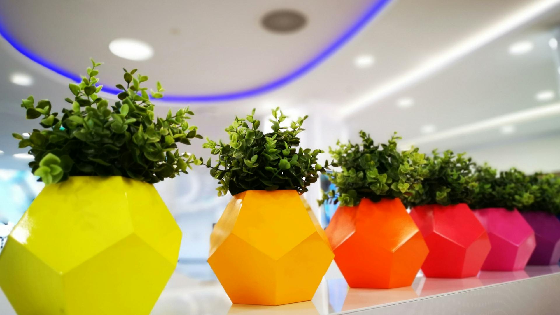 6682ff6ef313fe2489fd0d36 Ornamental Plant Hero