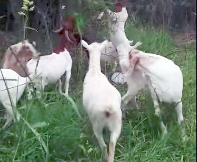 goats munching plants