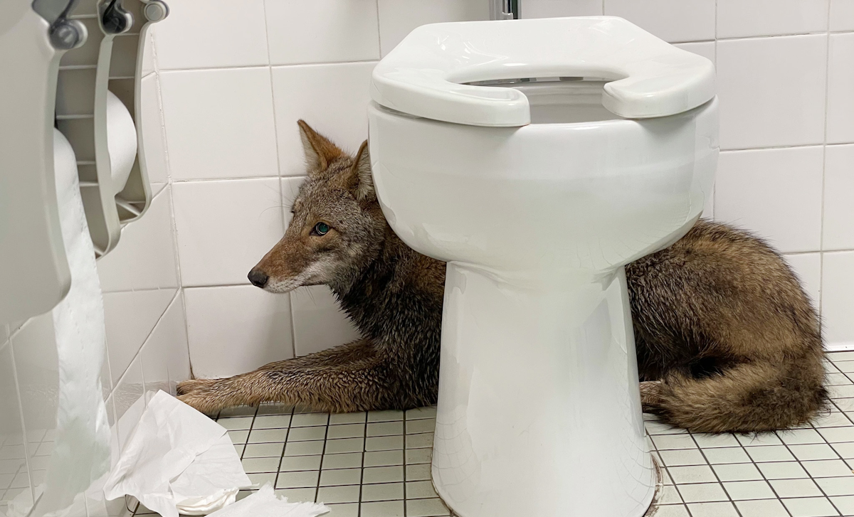 Coyote trapped in the bathroom of the South Carolina school