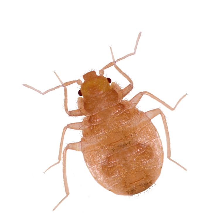 Close up of a bed bug
