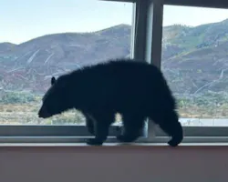 66f1f181baf5996b744e884d Aspen Bear Mountains 66f1f181baf5996b744e884d Aspen Bear Mountains