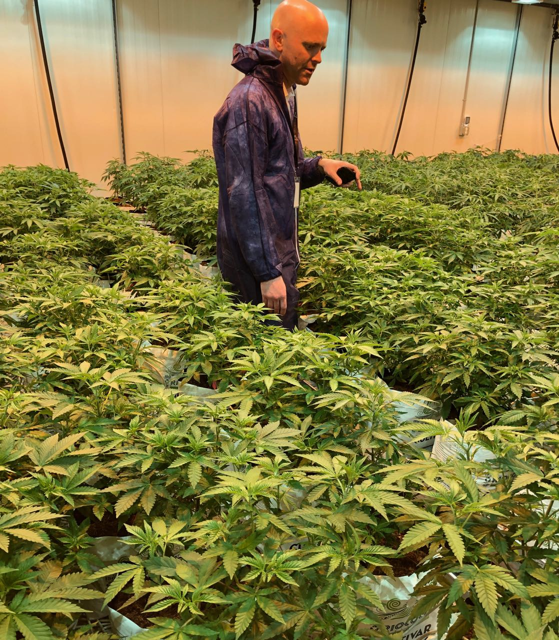 A New Kind of Cannabis Company