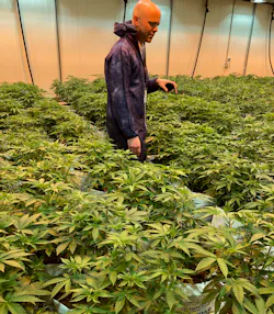 A New Kind of Cannabis Company A New Kind of Cannabis Company