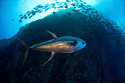 Bumble Bee Uses Blockchain to Track Tuna Bumble Bee Uses Blockchain to Track Tuna