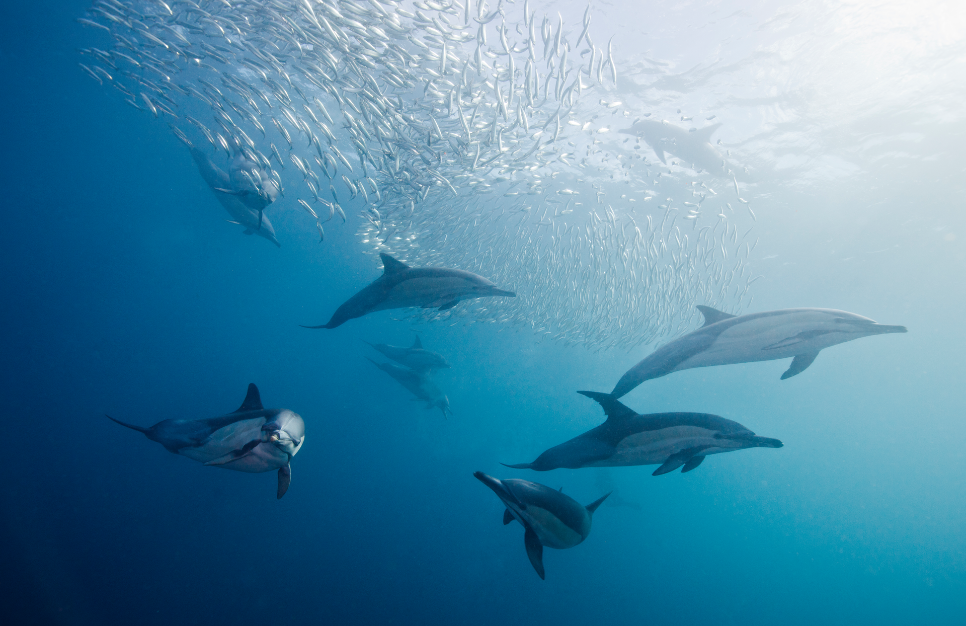 Getty Images Dolphins 6007224dbfc29