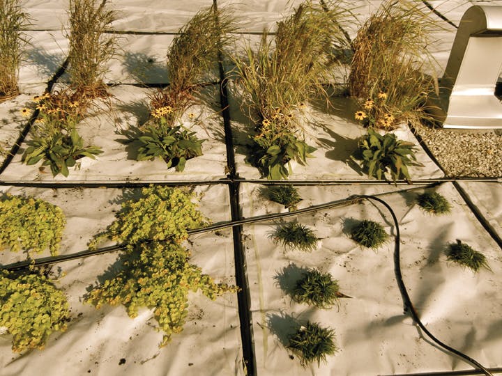 66fb11b0523018152807595f Gardens