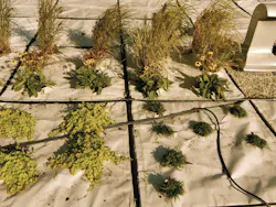 66fb11b0523018152807595f Gardens 66fb11b0523018152807595f Gardens