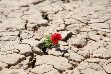 66fb166869139633904b9f4c Flower