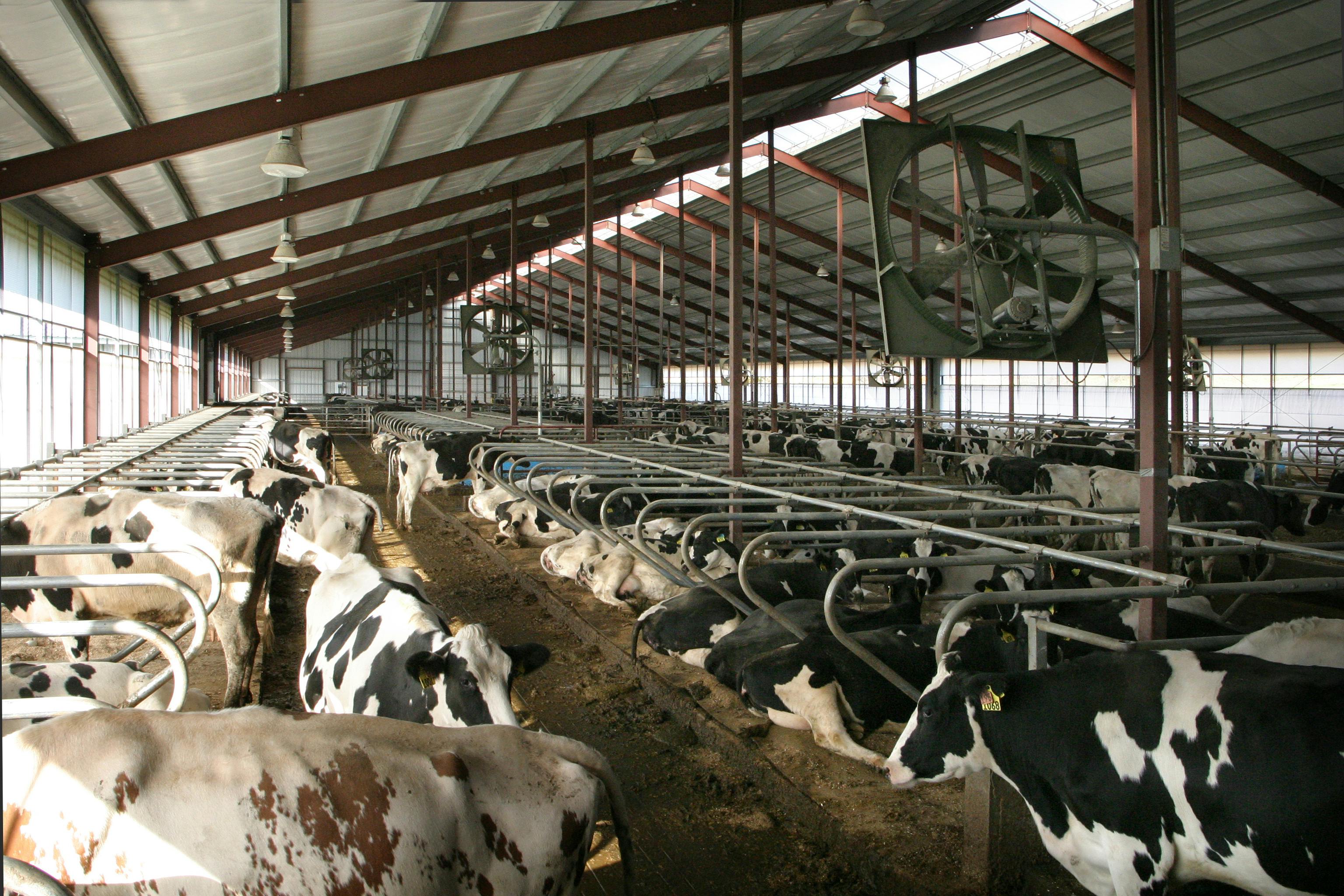 66fb171b1a3f59d411d4fea0 Spring20valley20holsteins209