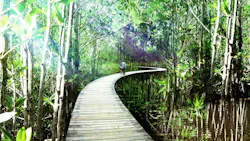 66fb1fdf369555cb8942240e 04 Alai Mexico Mangrove C2a9grossmax 66fb1fdf369555cb8942240e 04 Alai Mexico Mangrove C2a9grossmax