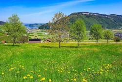 66fb203f6913961f394baef0 Green 11 66fb203f6913961f394baef0 Green 11