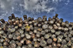 66fb20ba783cc933ffd810ef Timber 4 66fb20ba783cc933ffd810ef Timber 4